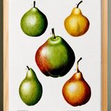 Poster about pears, based on an old engraving from 1802