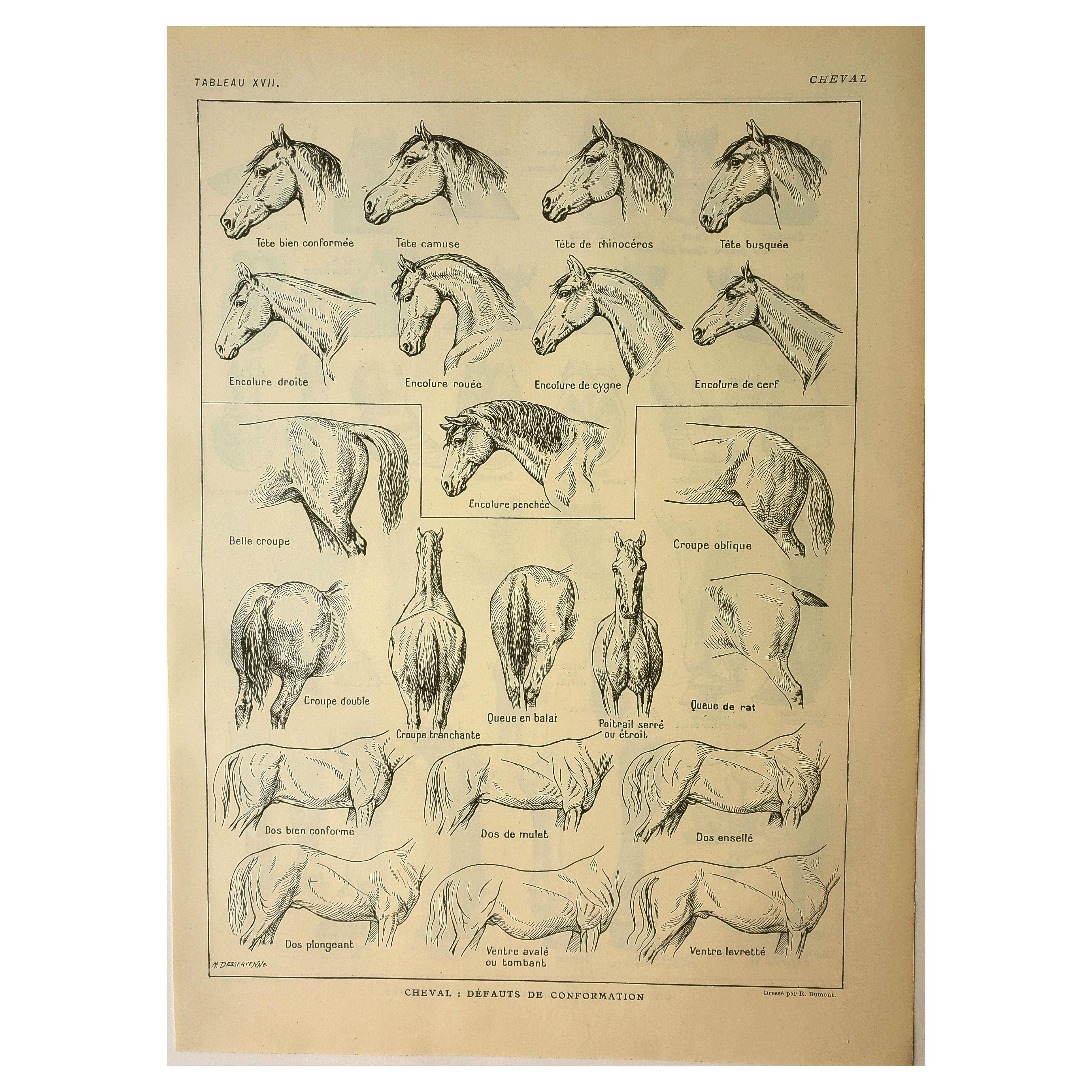 Gravure ancienne 1921 - Cheval (2)  par M. Dessertenne - lithographie