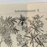 Planche ancienne - plante utile - illustration originale de 1909