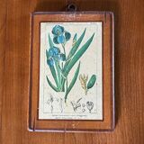 Set of 4 botanical plates
