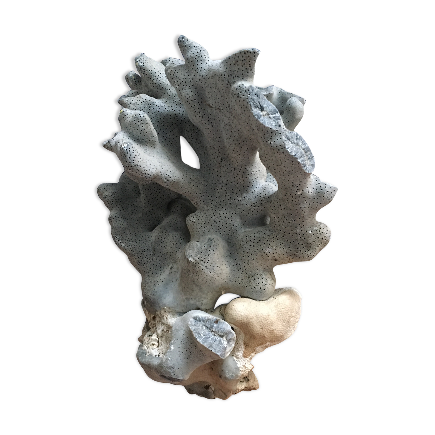 Ancient blue coral