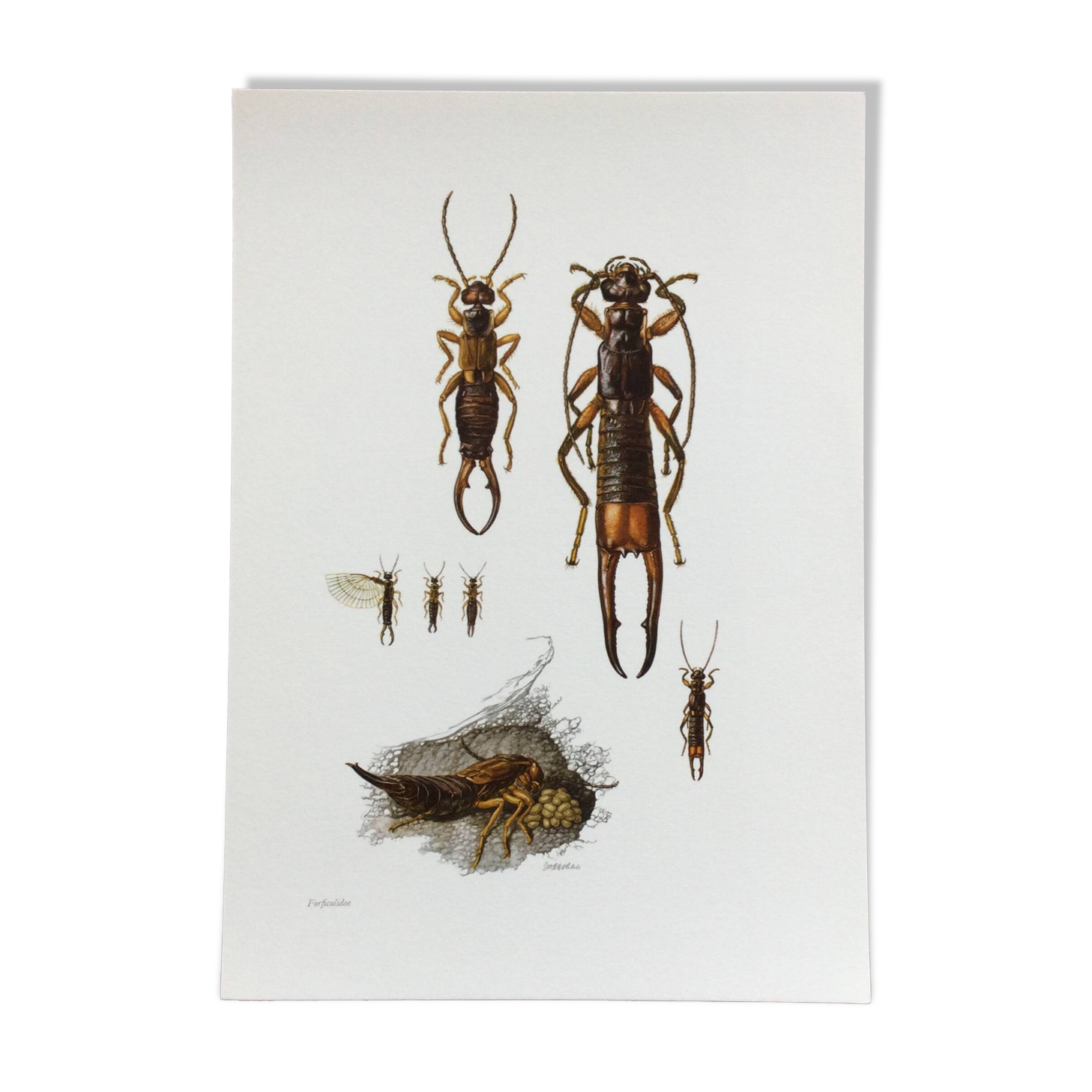 Illustration ancienne "insectes", années 60.