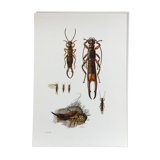 Illustration ancienne "insectes", années 60.