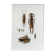 Illustration ancienne "insectes", années 60.