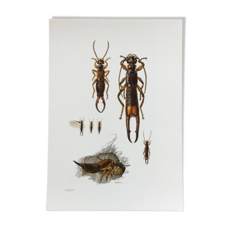 Illustration ancienne "insectes", années 60.