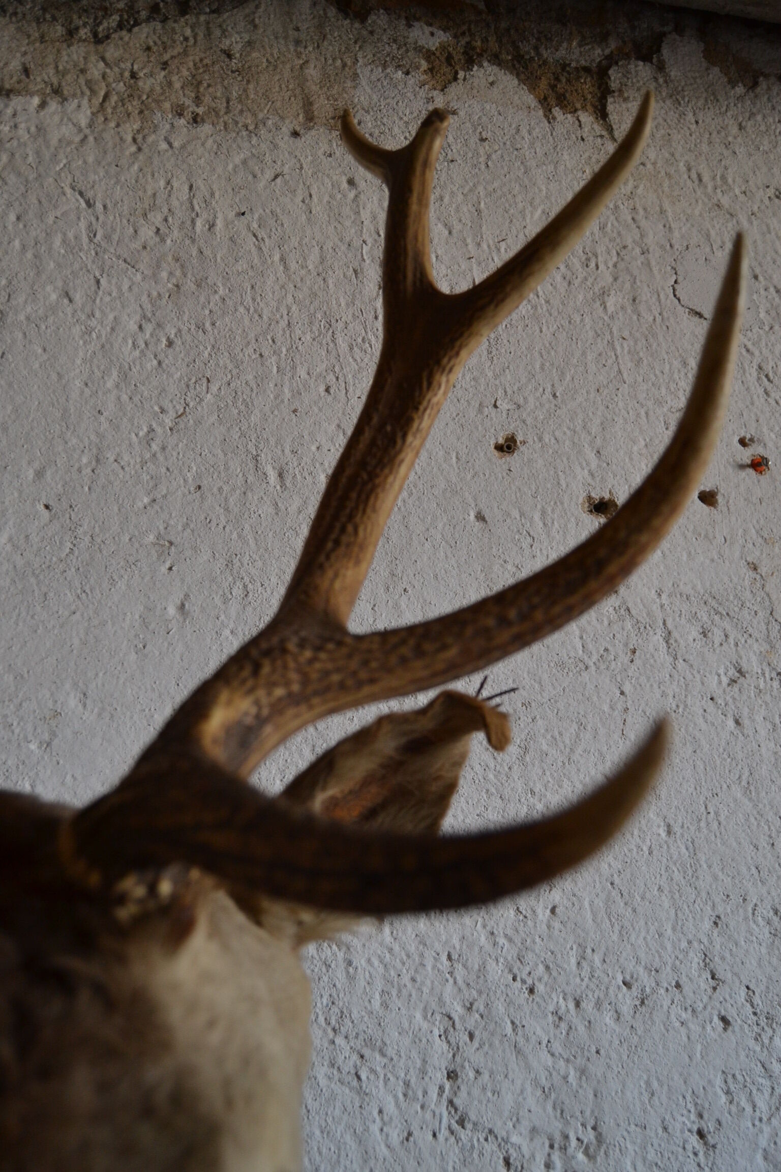 Taxidermy deer head hunting trophy