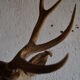 Taxidermy deer head hunting trophy