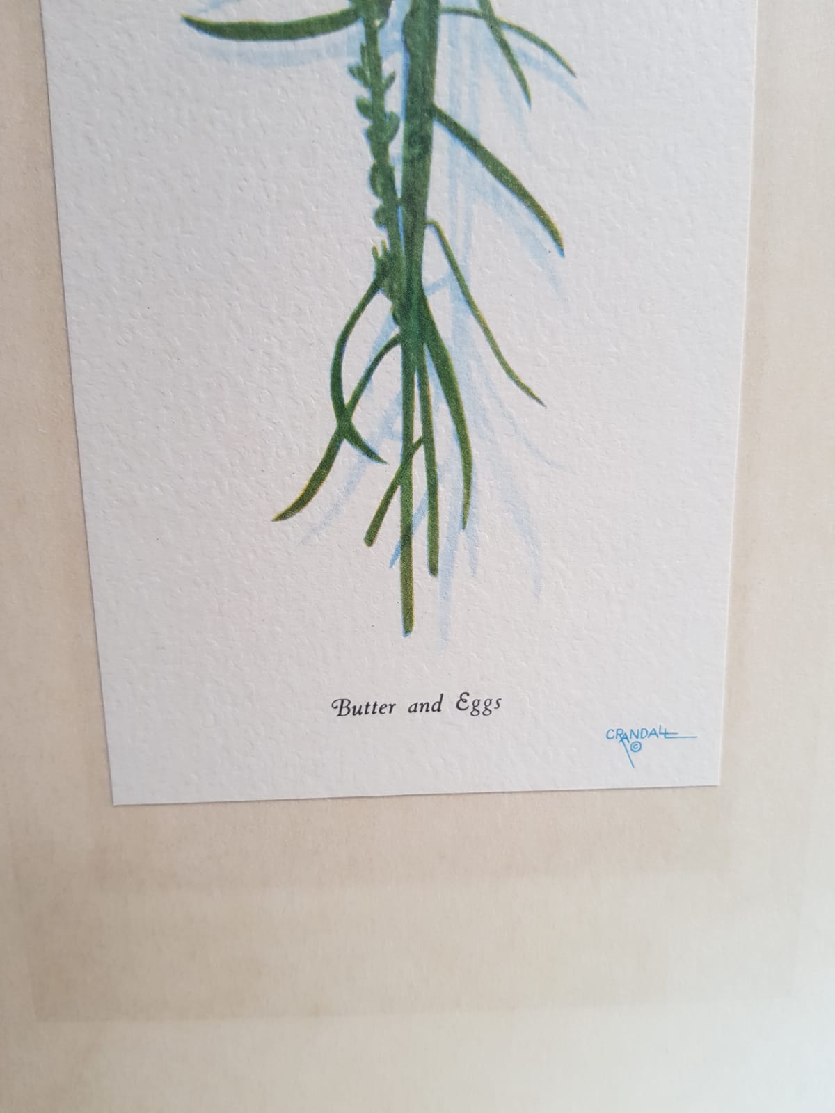 Series 4 Old Botanical Boards Flowers GRANDALL + Frame Gilded Wood Vintage