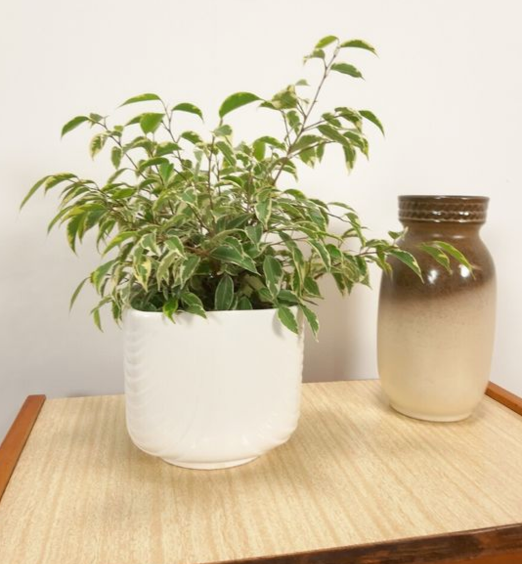 Vintage white flower pot with relief