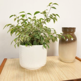 Vintage white flower pot with relief