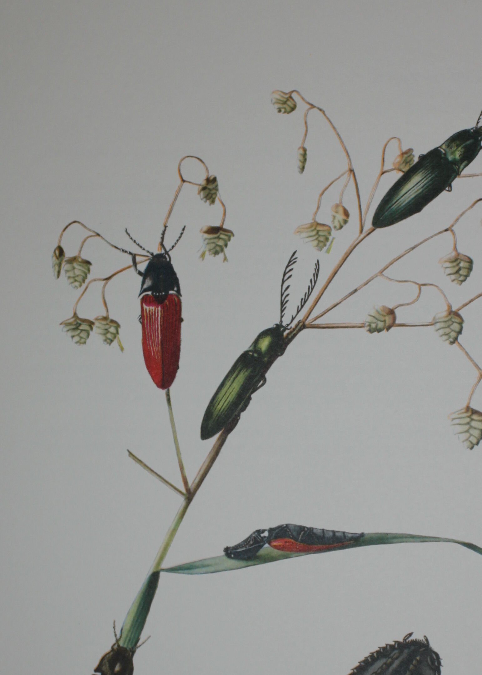 Lacon taupin et corymbite vert  1961 insecte coléoptère | planche originale pédagogique