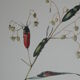 Lacon taupin et corymbite vert  1961 insecte coléoptère | planche originale pédagogique