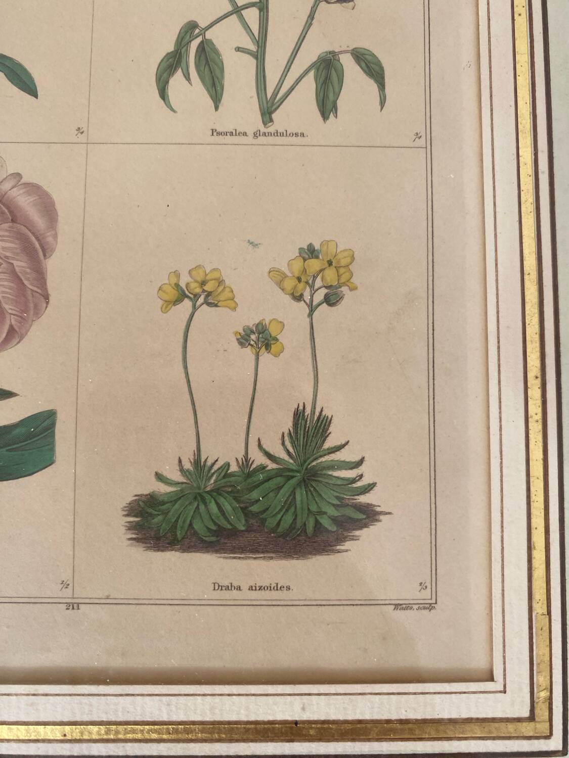 Botanical plate of 4 flowers from the 1960s.
