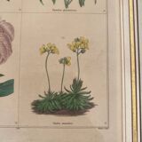 Botanical plate of 4 flowers from the 1960s.