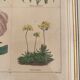 Botanical plate of 4 flowers from the 1960s.