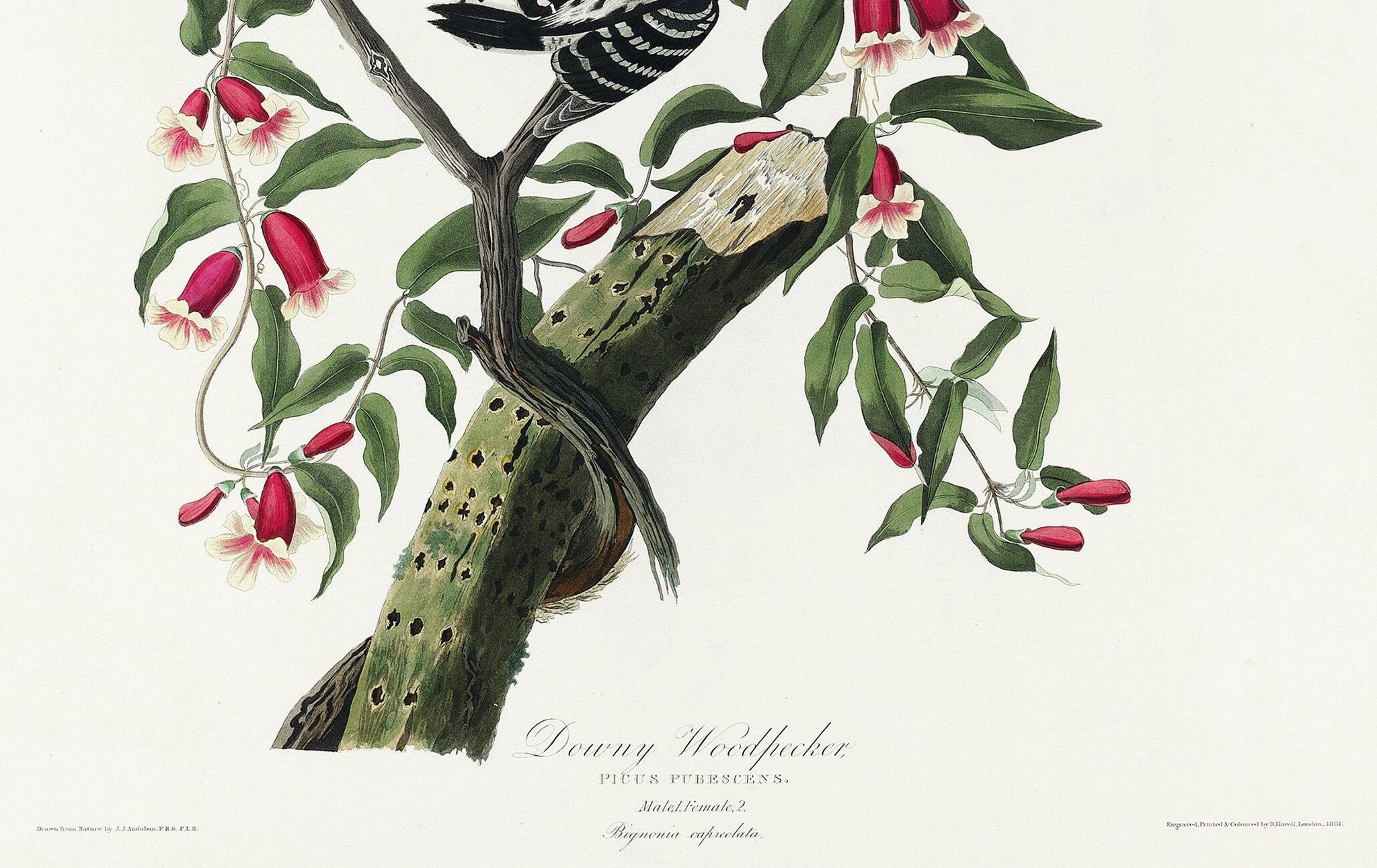 Affiche sur le Pic mineur, d’après une gravure ancienne de 1827.