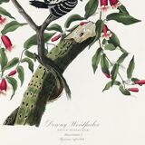 Poster about the Pic mineur, based on an old engraving from 1827.