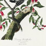 Affiche sur le Pic mineur, d’après une gravure ancienne de 1827.