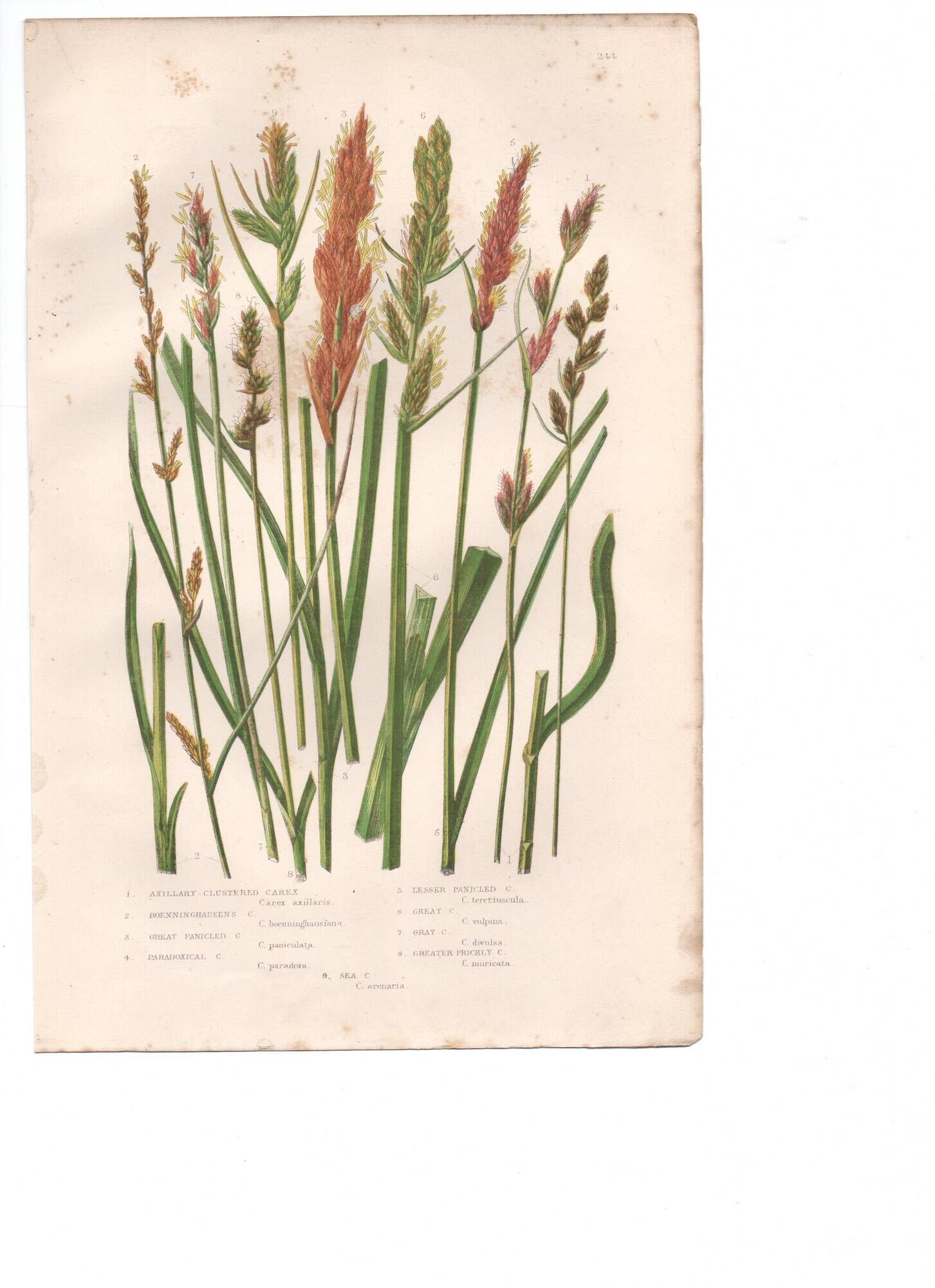 Antique botanical engraving, 1889 - Sedges by A. Pratt - Wild herbs