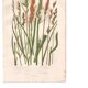 Antique botanical engraving, 1889 - Sedges by A. Pratt - Wild herbs