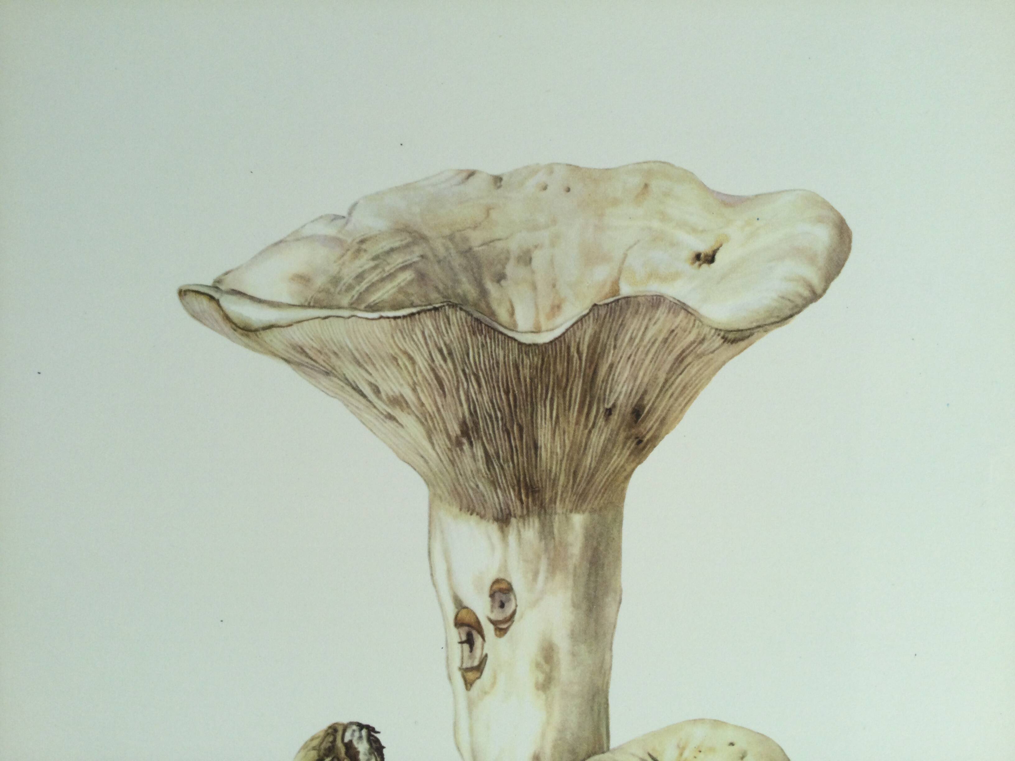 Botanical illustration "mushrooms", 1960s