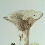 Botanical illustration "mushrooms", 1960s