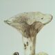 Botanical illustration "mushrooms", 1960s