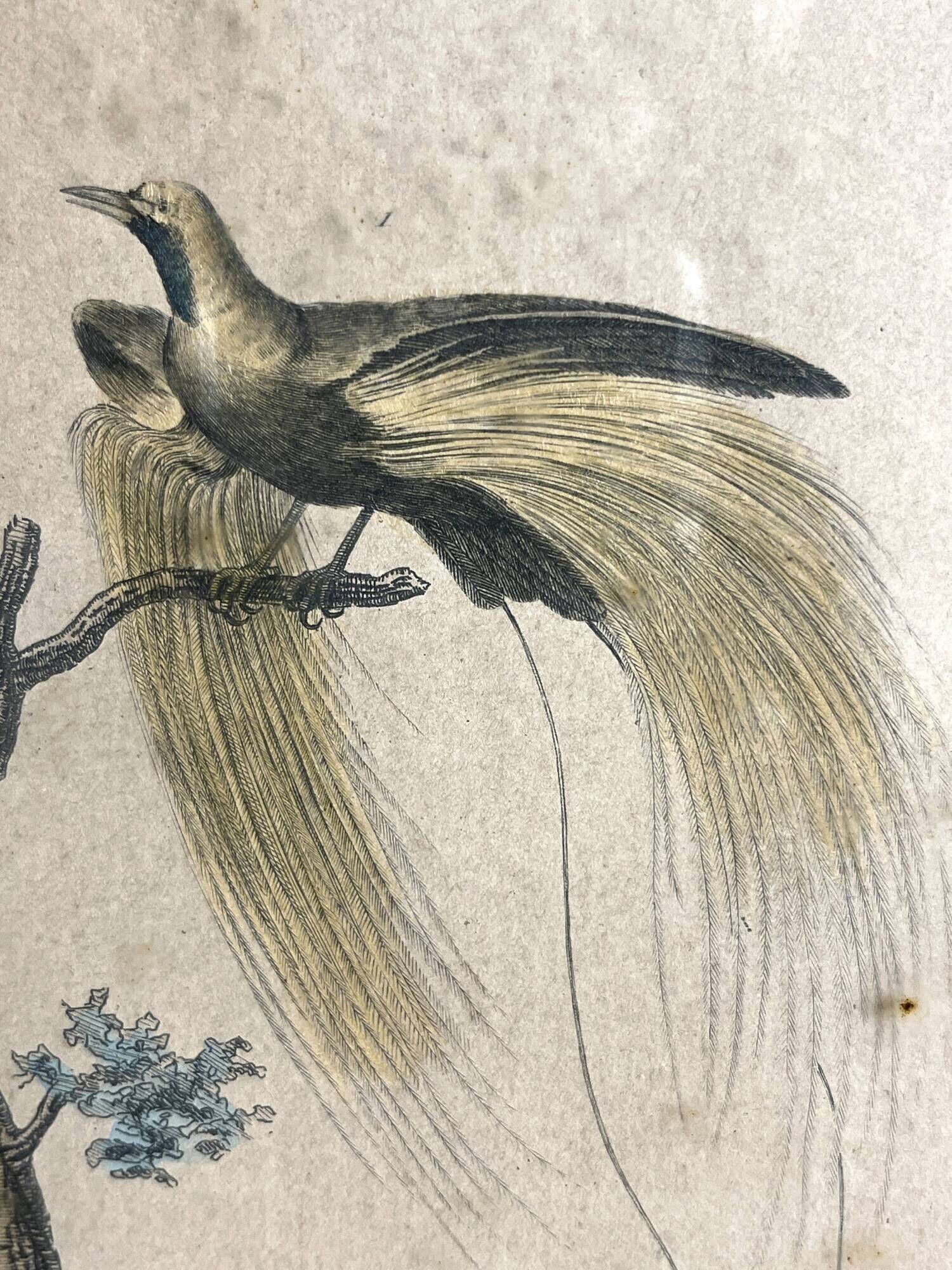 Pair of zoological engravings of birds by Fournier and Perrot, 19th century.