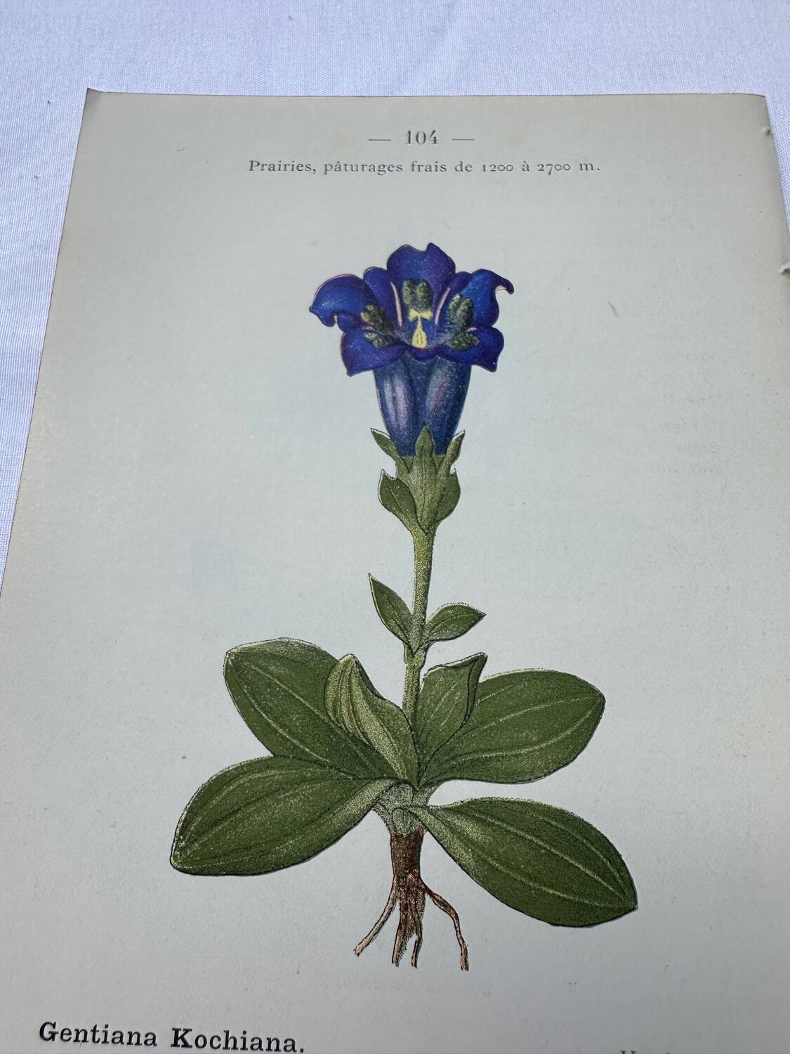 Botanical plate France 1800 vintage naturalist engraving double-sided