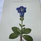 Botanical plate France 1800 vintage naturalist engraving double-sided