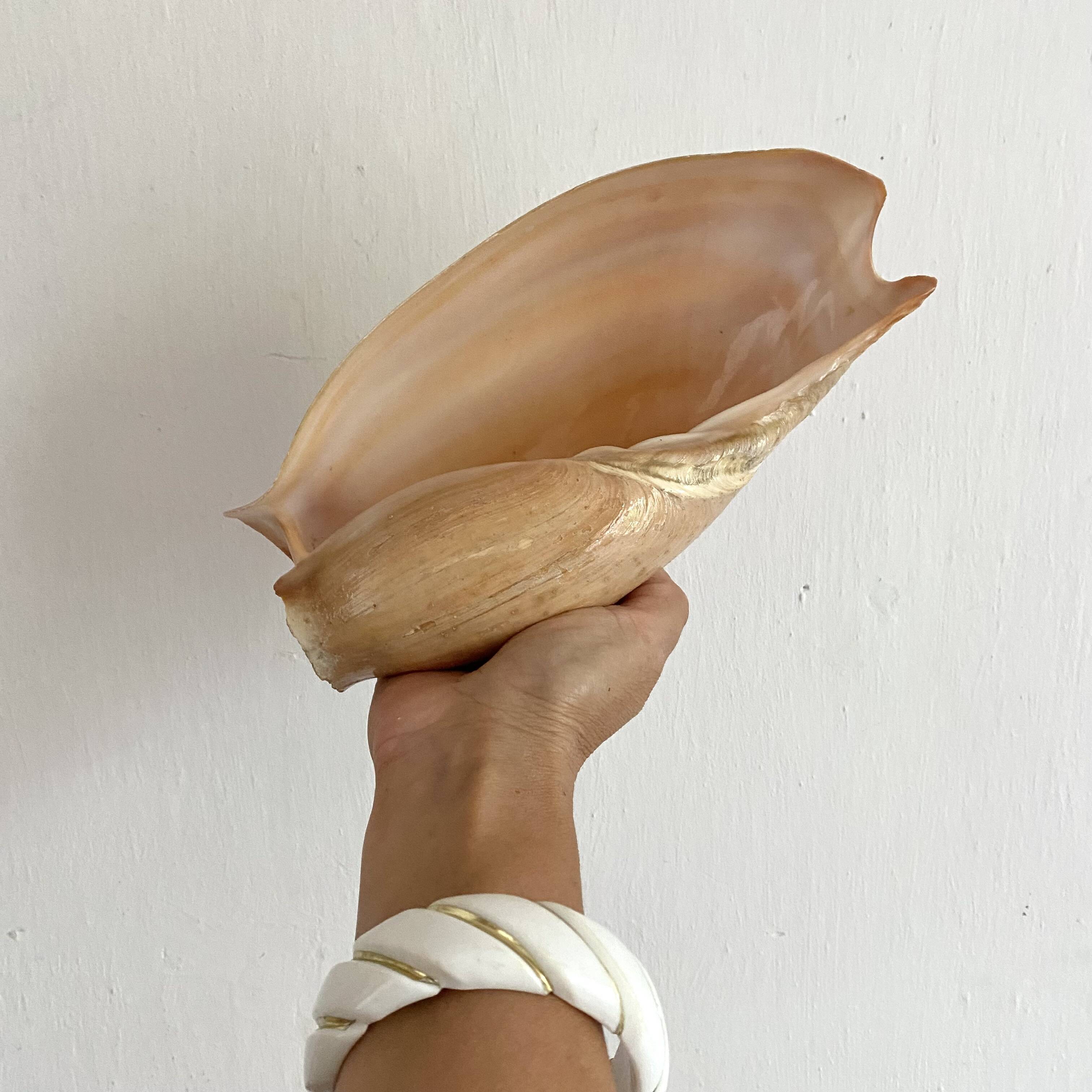 Volute shell from Senegal, 70s-80s