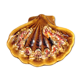 Vallauris shellfish