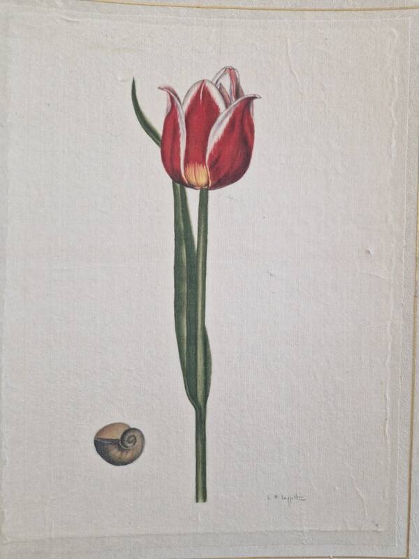 La Roche Laffitte (Born in 1943) - Watercolour drawing on silk - Tulip