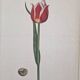 La Roche Laffitte (Born in 1943) - Watercolour drawing on silk - Tulip
