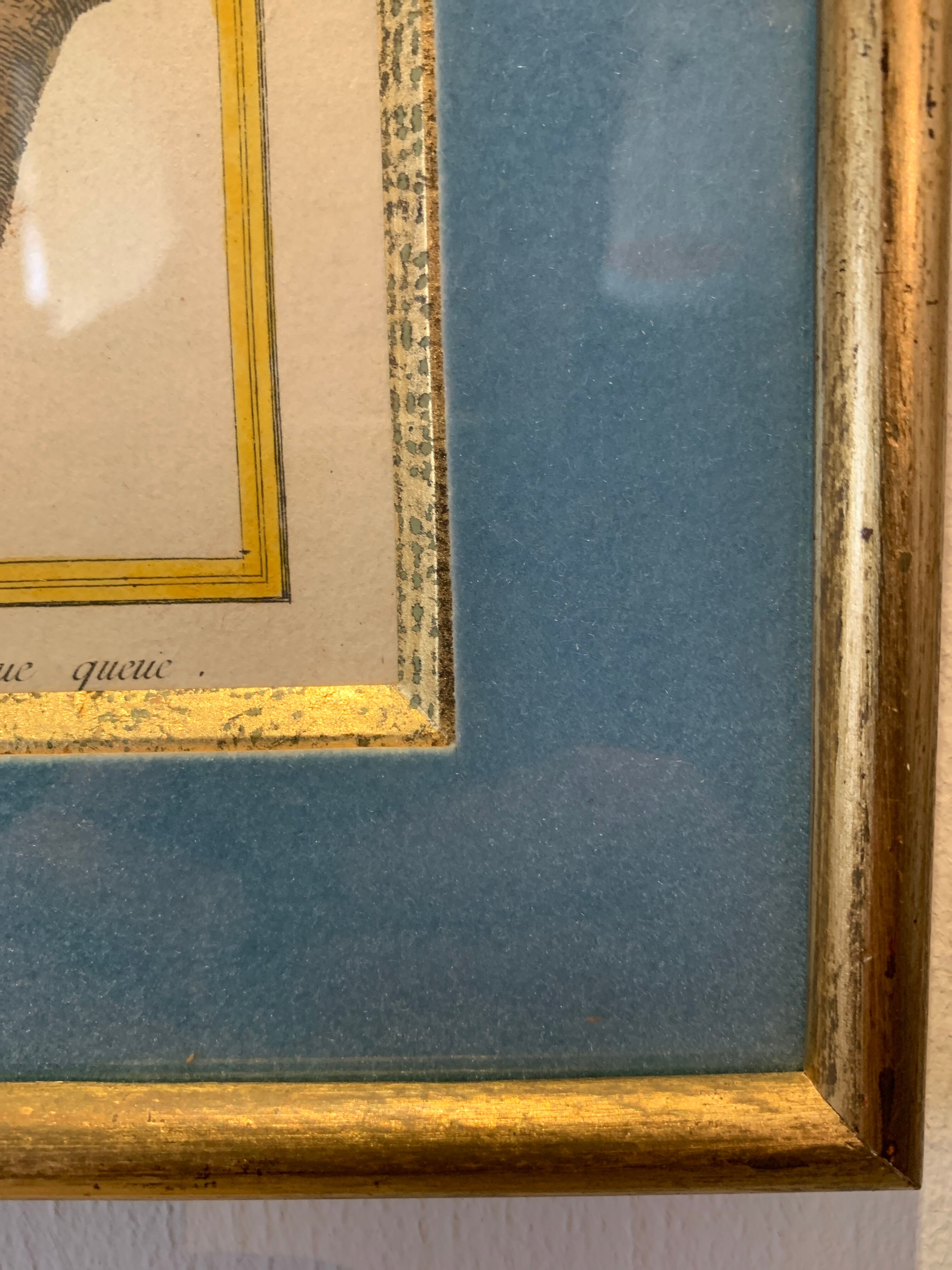 Set of 7 bird engravings