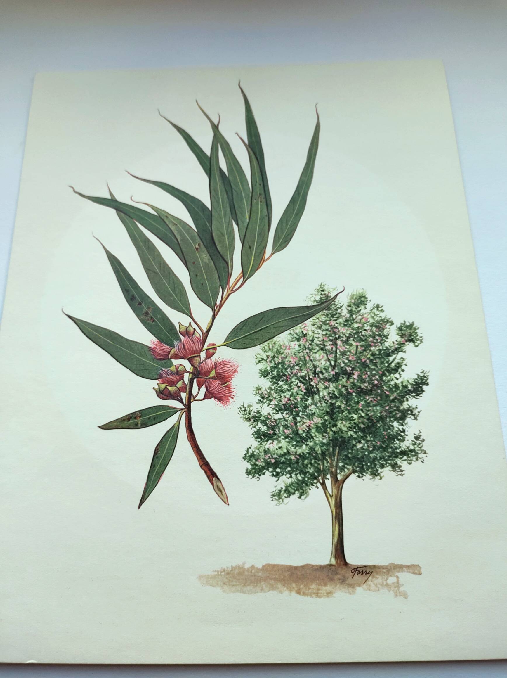 Eucalyptus Illustration - Vintage Nature Plate - Botanical Tree from the 60s