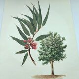 Eucalyptus Illustration - Vintage Nature Plate - Botanical Tree from the 60s