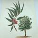 Eucalyptus Illustration - Vintage Nature Plate - Botanical Tree from the 60s
