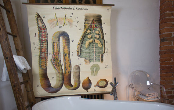 Displays the beginning of the 20th century vintage Paul Pfurtscheller "worm"