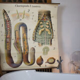 Displays the beginning of the 20th century vintage Paul Pfurtscheller "worm"