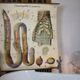 Displays the beginning of the 20th century vintage Paul Pfurtscheller "worm"