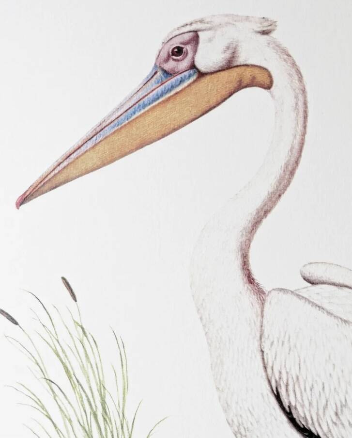 Plates of the bestiary from the Natural History Museum White Pelican
