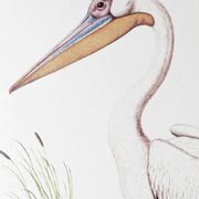 Planches de bestiaire muséum d'histoire naturelle Pélican blanc