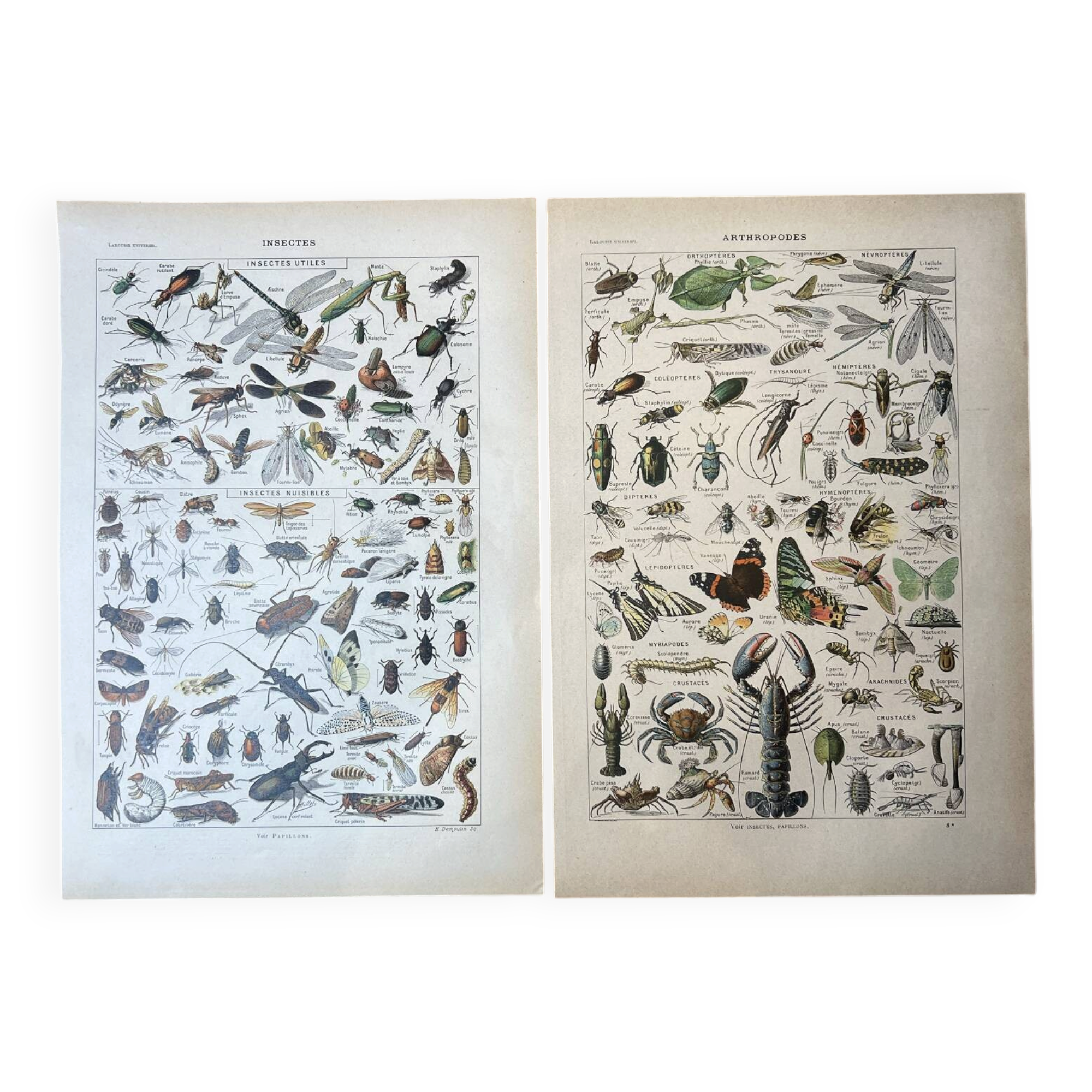 Set of 2, Zoological Plate Arthropods and Insects 1922