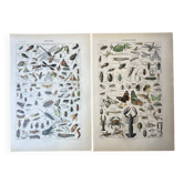 Lot de 2, Planche zoologique Arthropodes et Insectes 1922