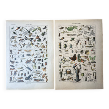 Set of 2, Zoological Plate Arthropods and Insects 1922