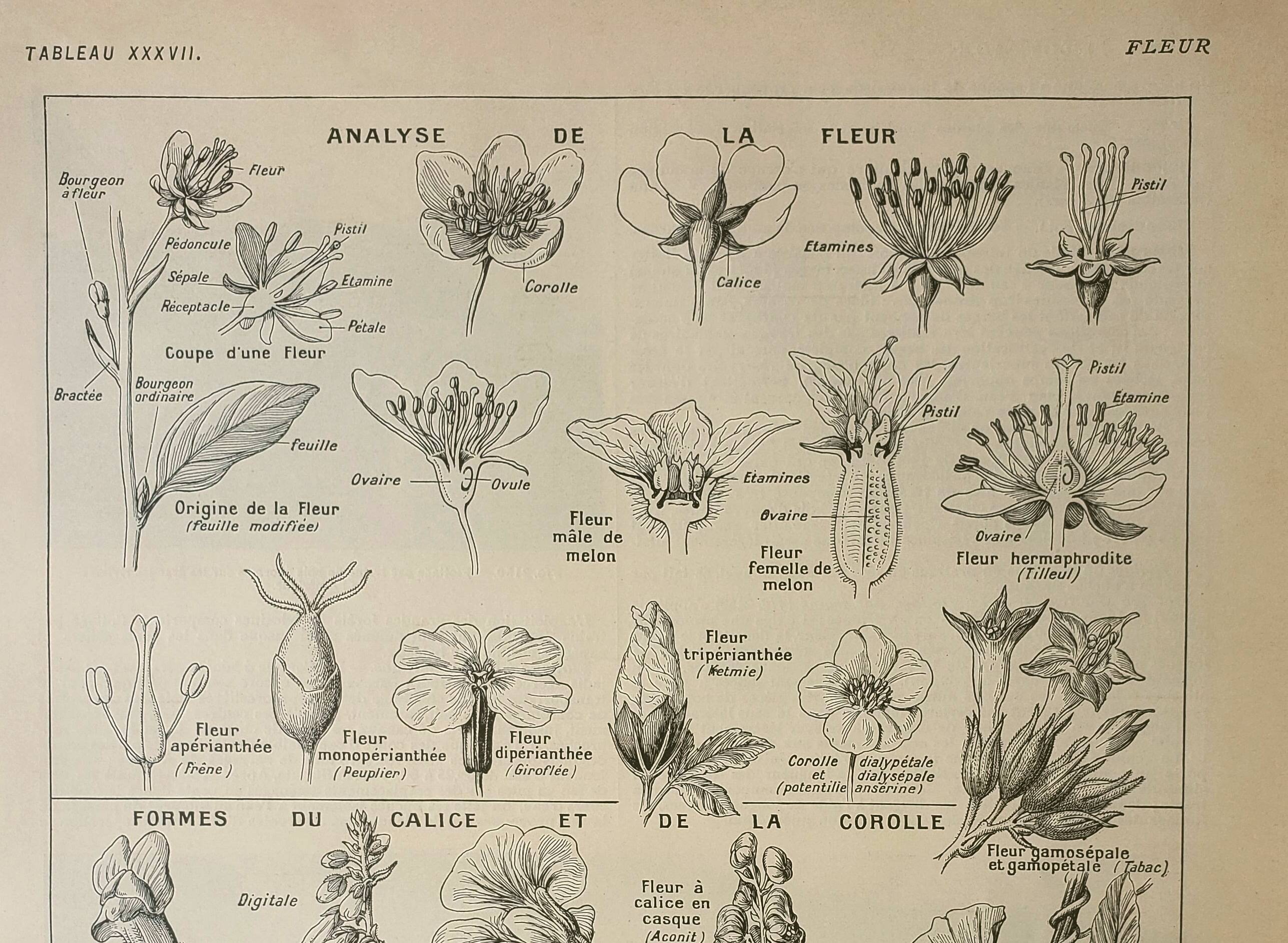 Old lithograph 1922, Type of flower, botany, calyx, corolla • Engraving, original illustration