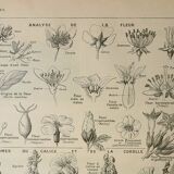 Old lithograph 1922, Type of flower, botany, calyx, corolla • Engraving, original illustration