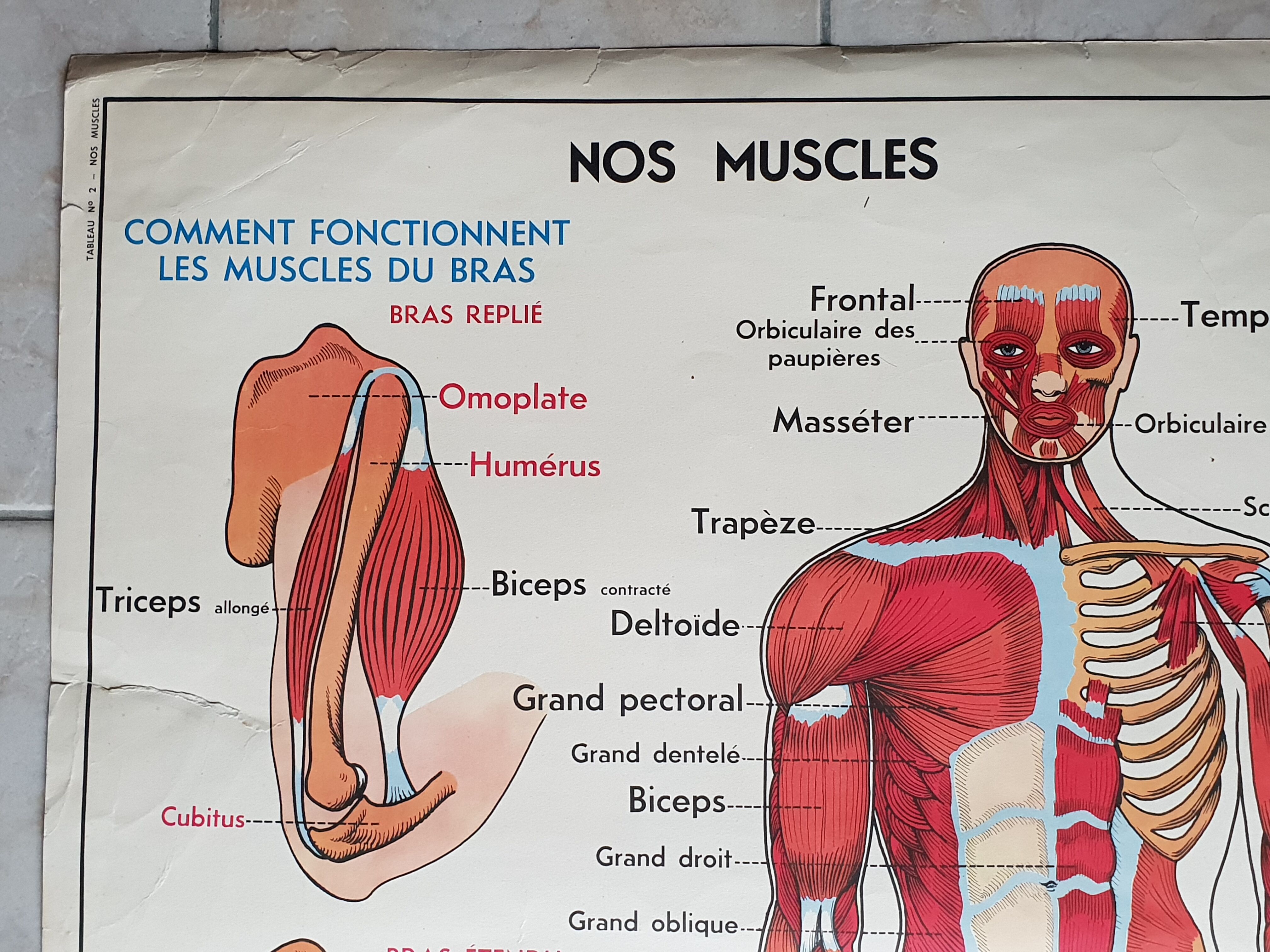 Poster school -  our muscles and human body