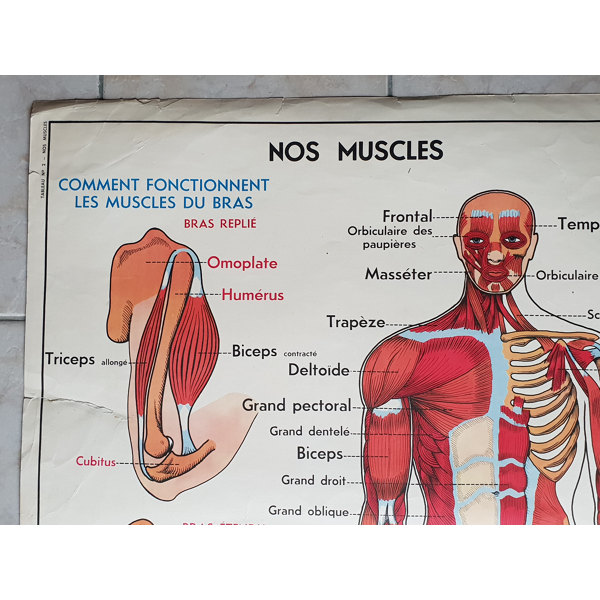 Poster School Our Muscles And Human Body Selency Poster School Our Muscles And Human Body Selency
